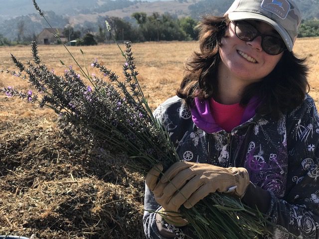 Hidden Wings launches lavender microbusiness