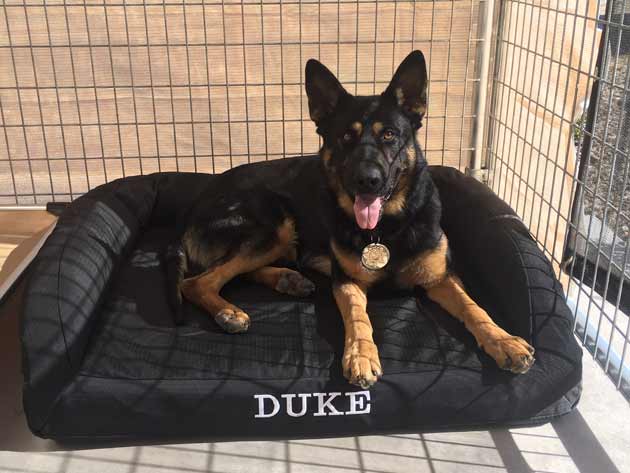 Sheriff’s office wins K-9 Unit grant