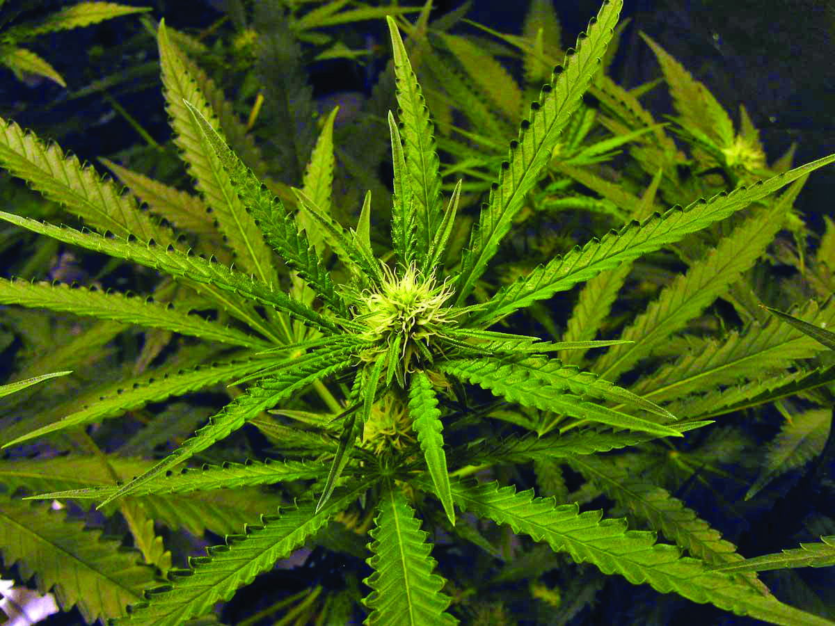 Supervisors Get an Earful While Considering Changes to Santa Barbara County Cannabis Ordinances