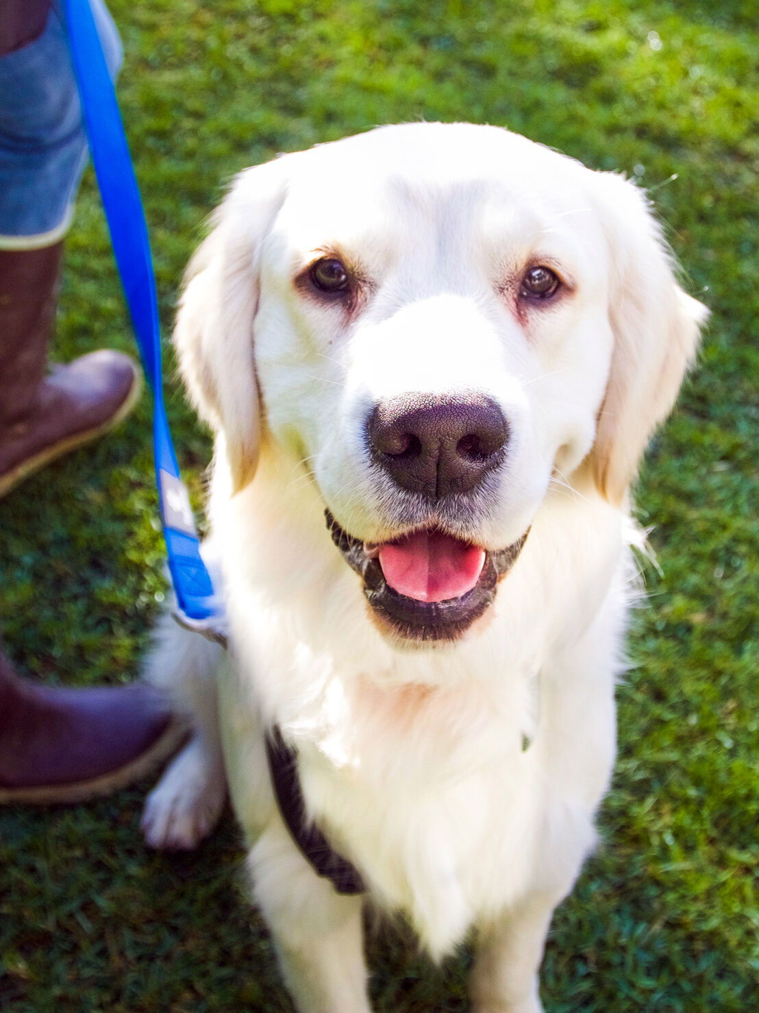 SB Zoo introduces ‘ambassador’ golden retriever