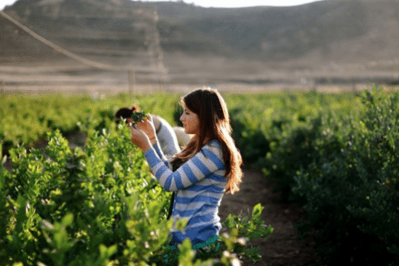Fruitful blueberry season expected after strong rain season