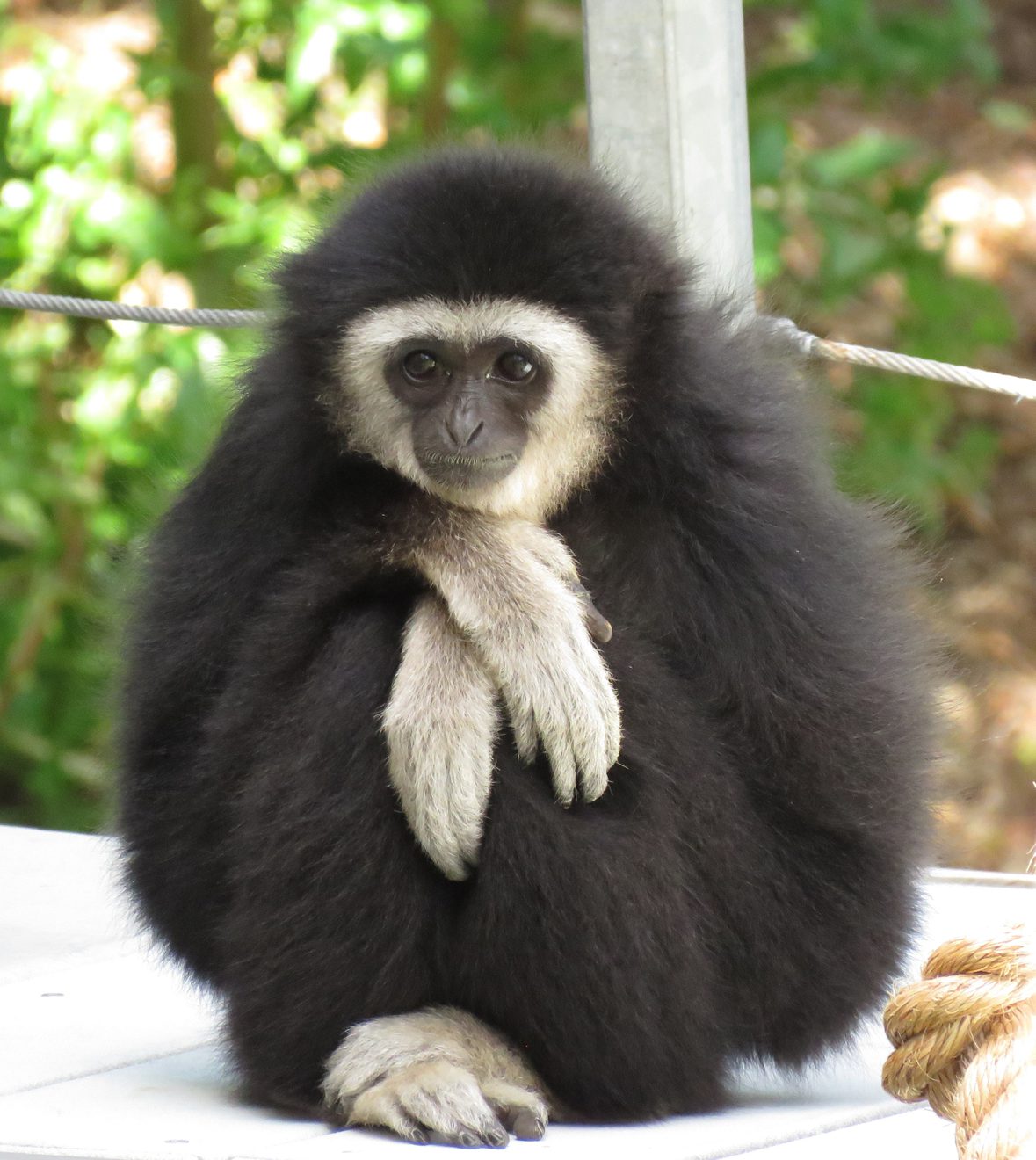 Gibbon dies in accident at Santa Barbara Zoo