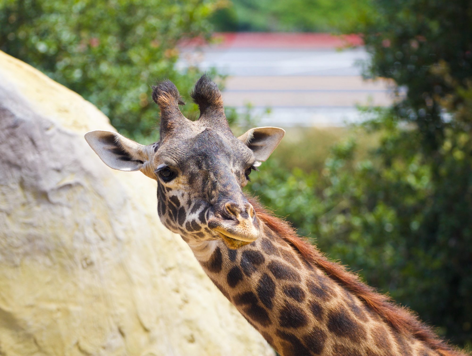 Santa Barbara Zoo remains open, some programs closed