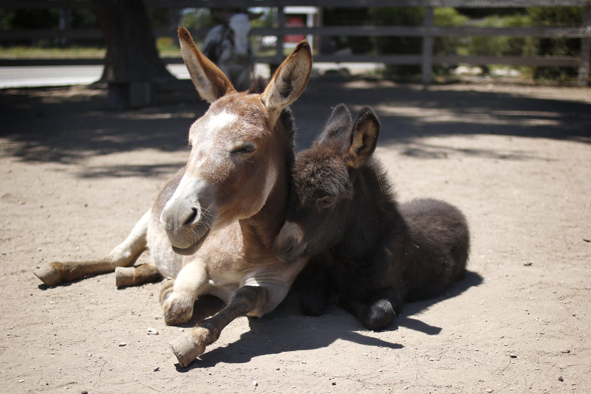Local farmer rehabs donkeys and their reputation