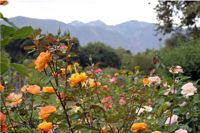 Local museums planning art, nature excursions