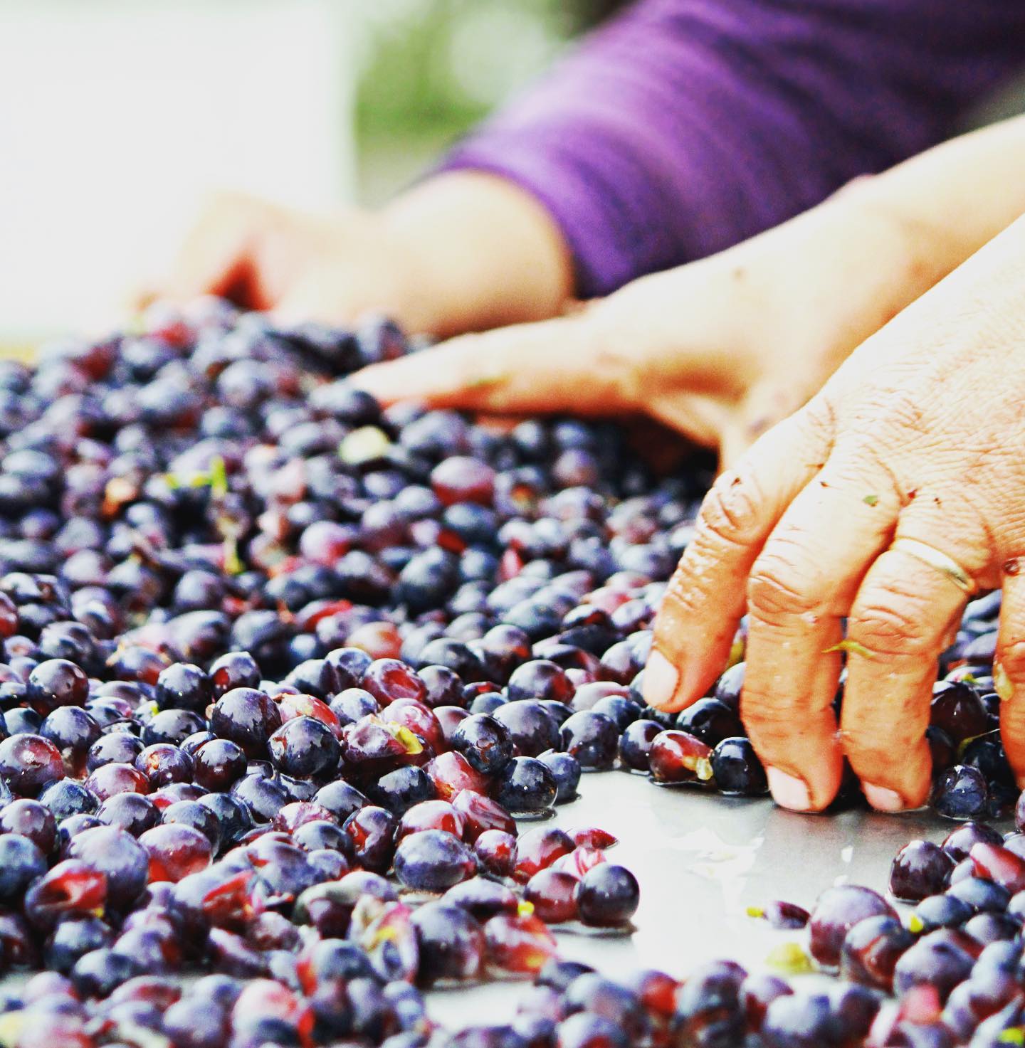 California crushed 3.4 million tons of wine grapes in 2020, down 14% from previous year