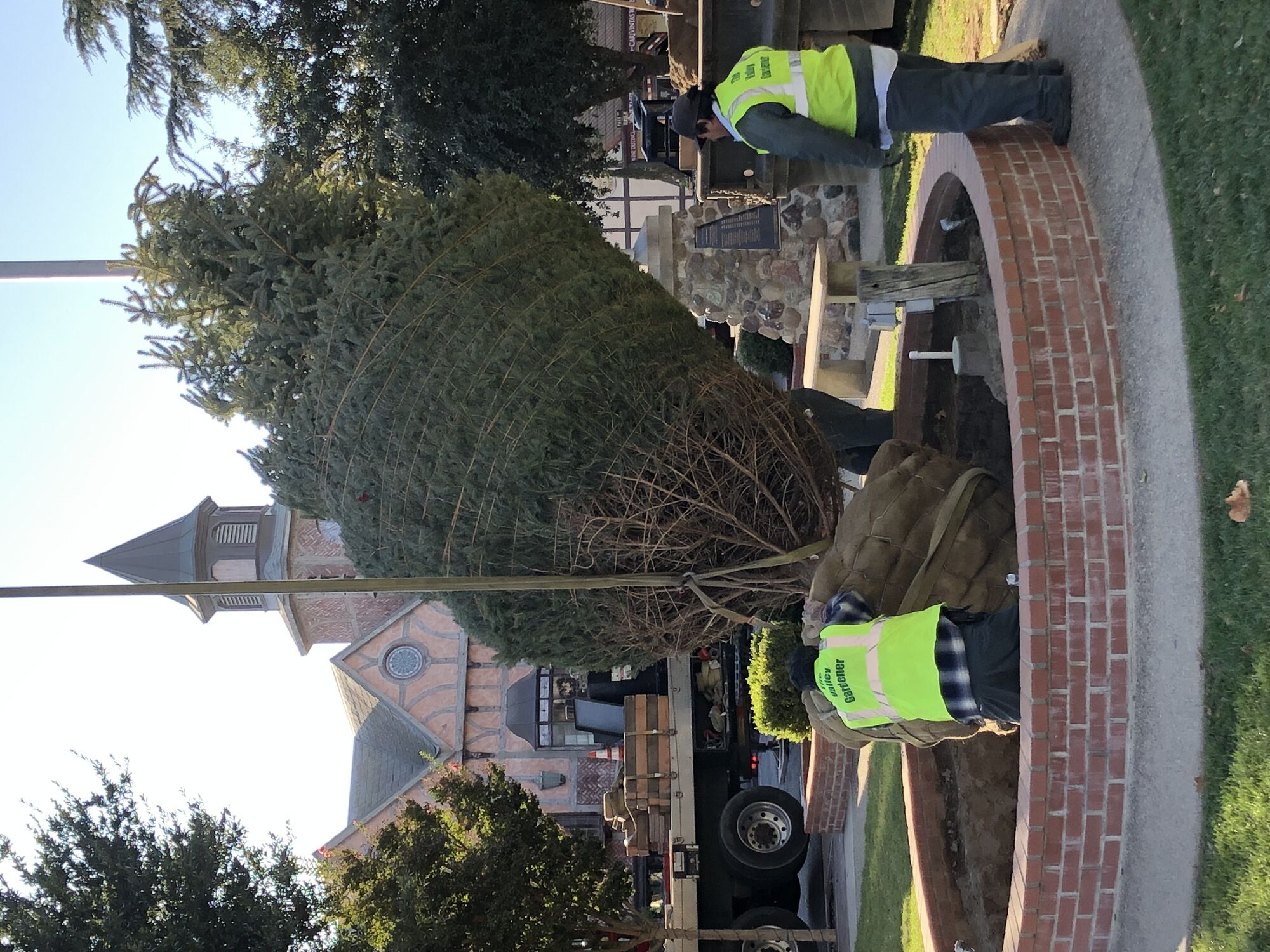 Julefest starts early with installation of live Christmas tree