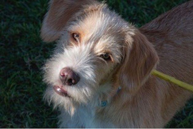 Realtors combine to support dog adoptions