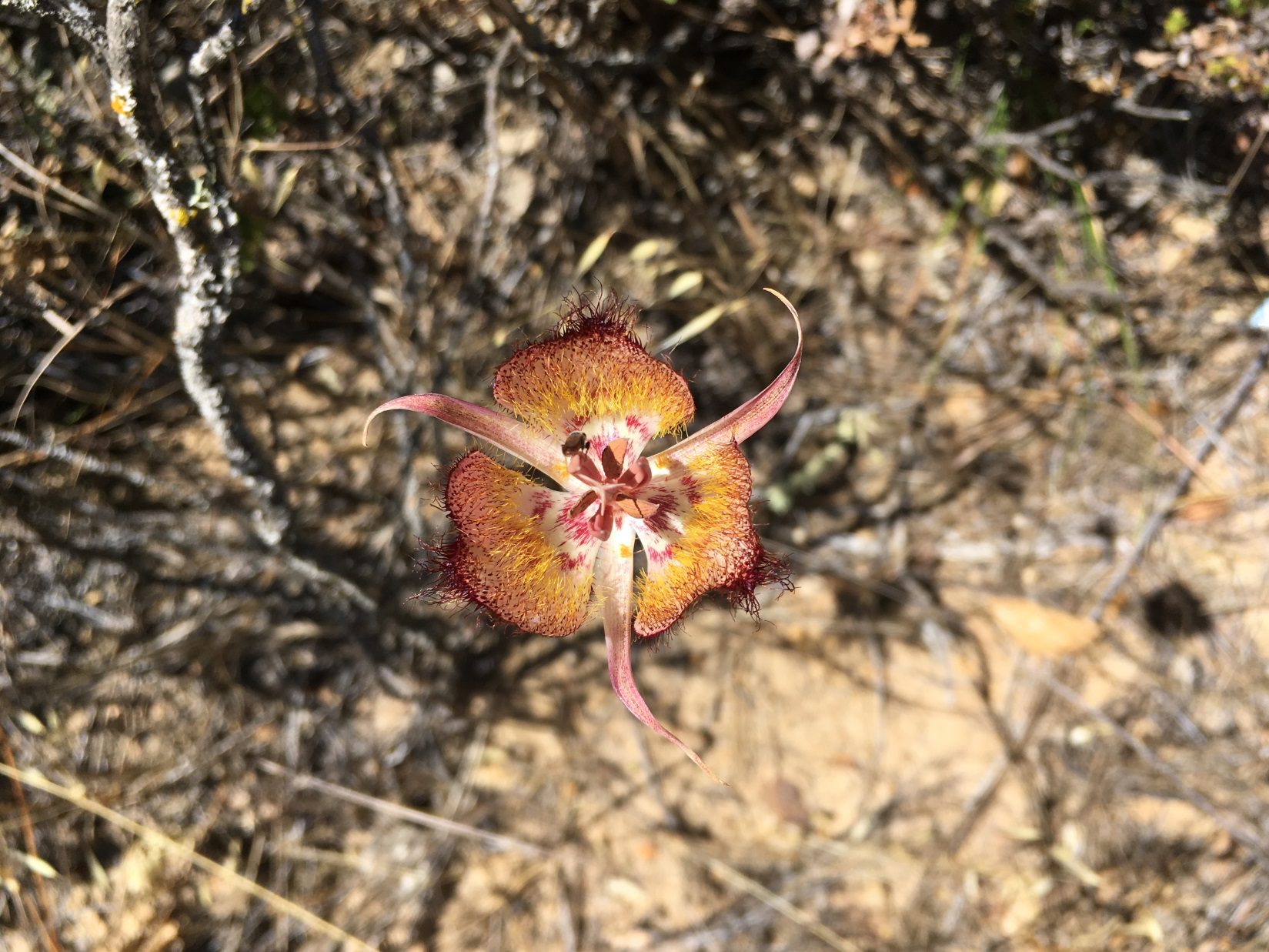 Lecture to describe rare local plants and why they matter