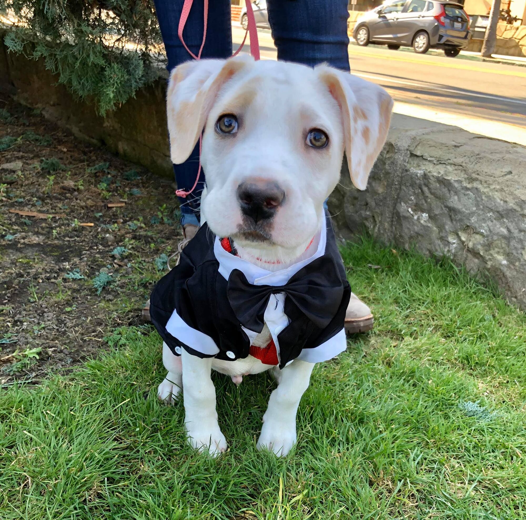 ‘Spay-Ghetti Dinner’ returns to support SYV Humane Society