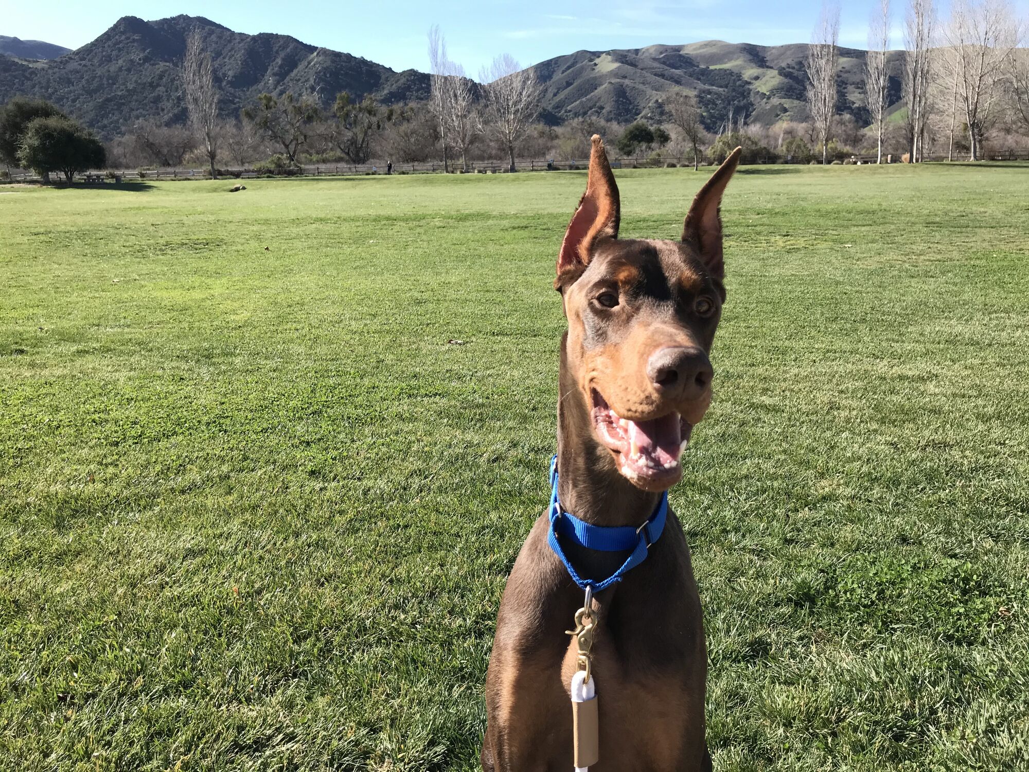 Pet of the Month - Agador
