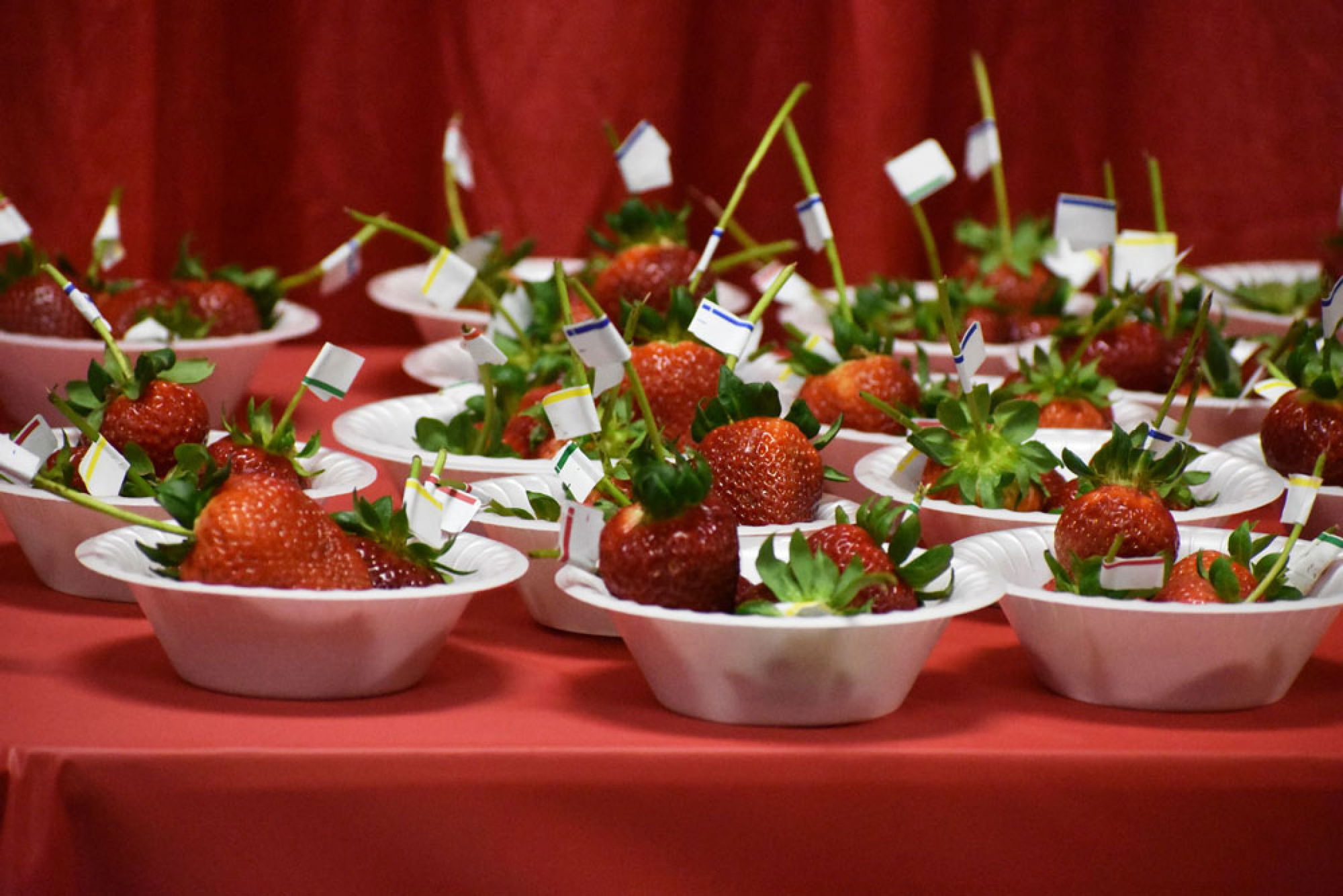 Santa Maria Fairpark cancels April events including Strawberry Festival