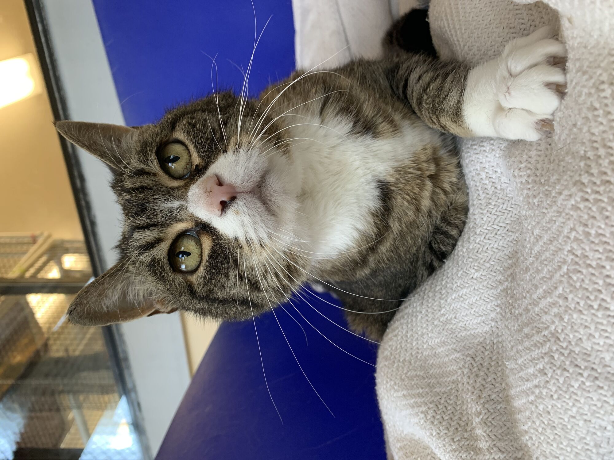Pet of the Month - CC the Cat