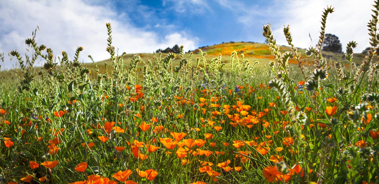 Forest Service closes developed recreation sites throughout California until May 15