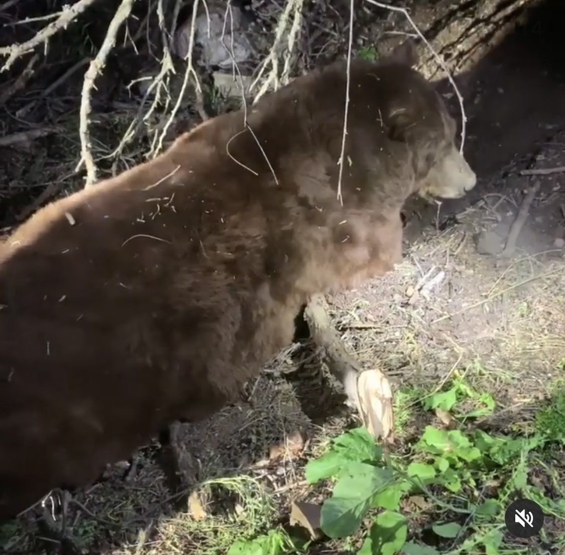 Bear wanders downtown Solvang, taken back to forest