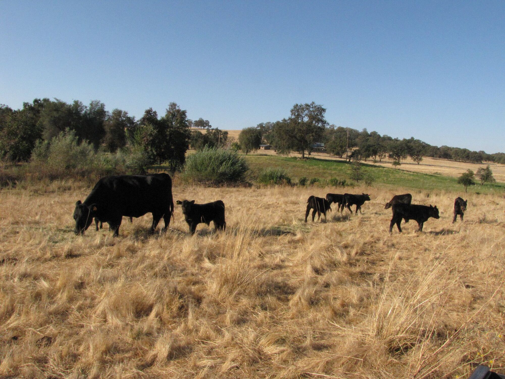 USDA delivers relief to farmers, ranchers impacted by COVID-19