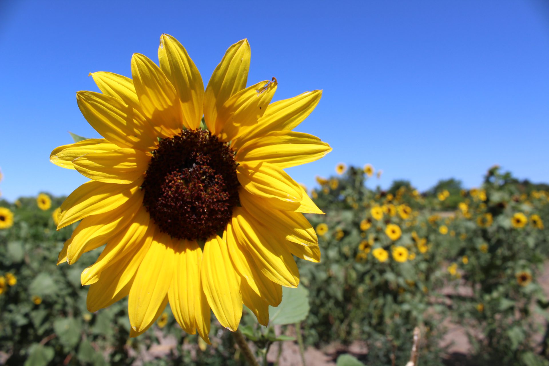 Summer Solstice is start of season for some, ‘middle’ for others
