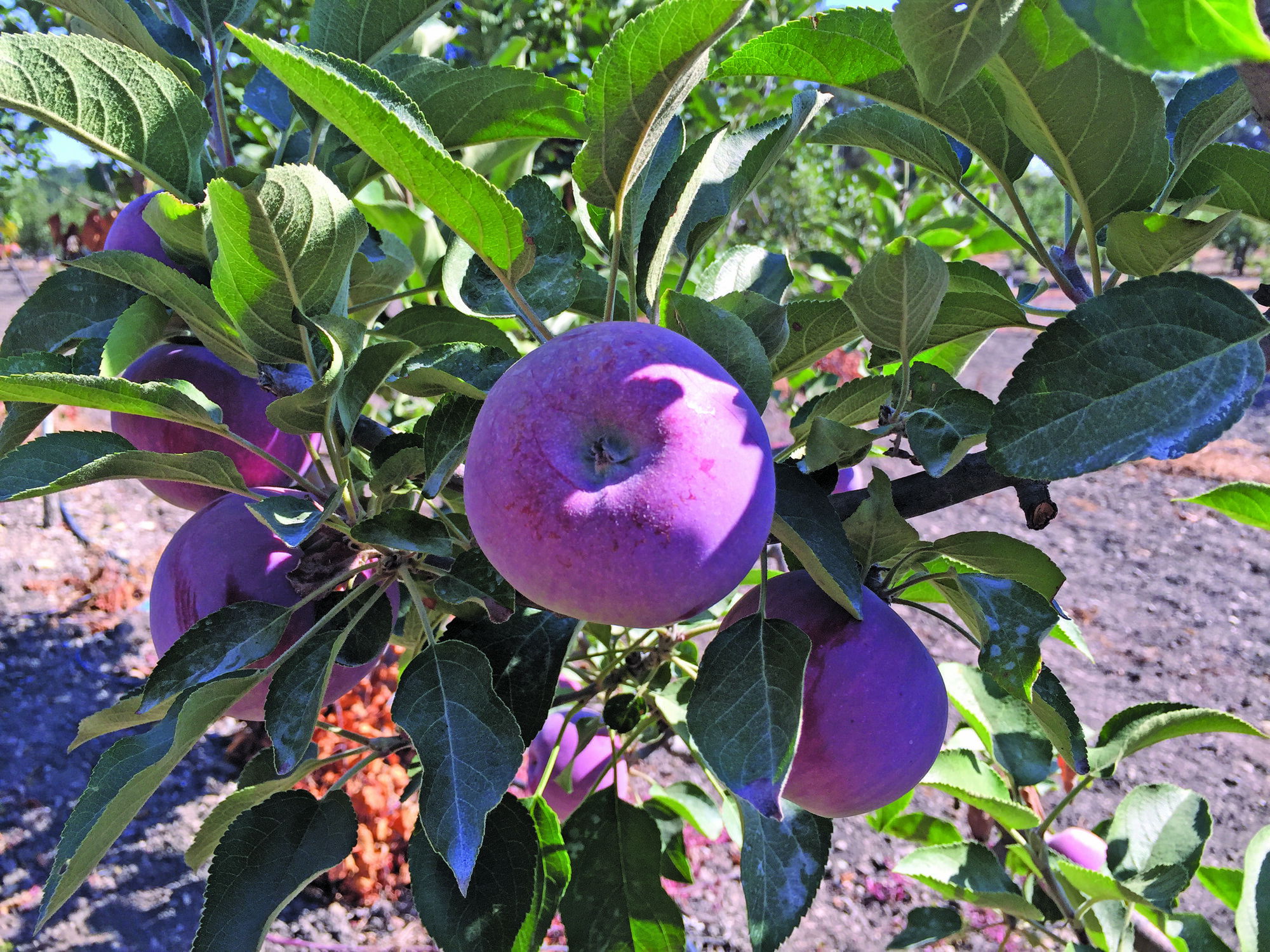 Holiday History: September is the time to celebrate ‘Johnny Appleseed’