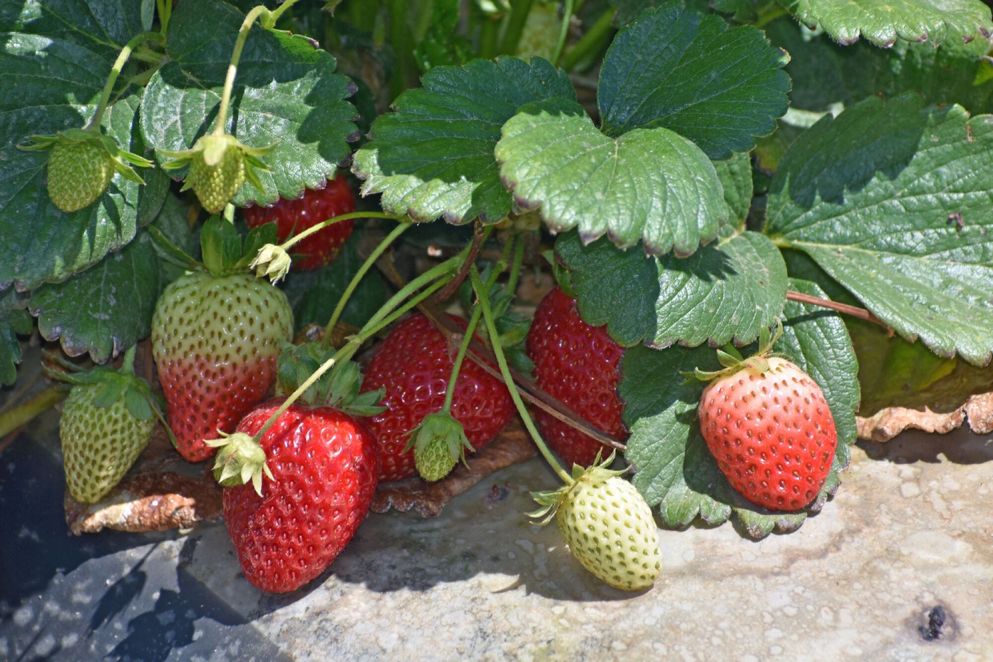 Higher 2019 rainfall yields bumper crop for county agriculture
