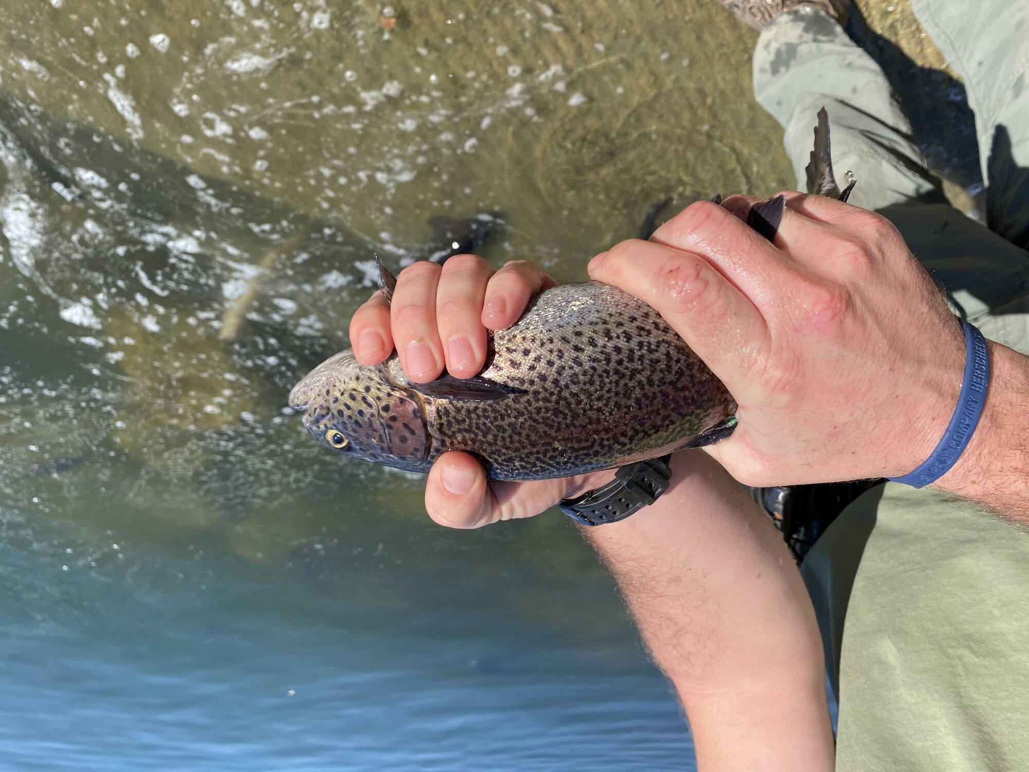 At Cachuma, Halloween welcomes no tricks, just trout