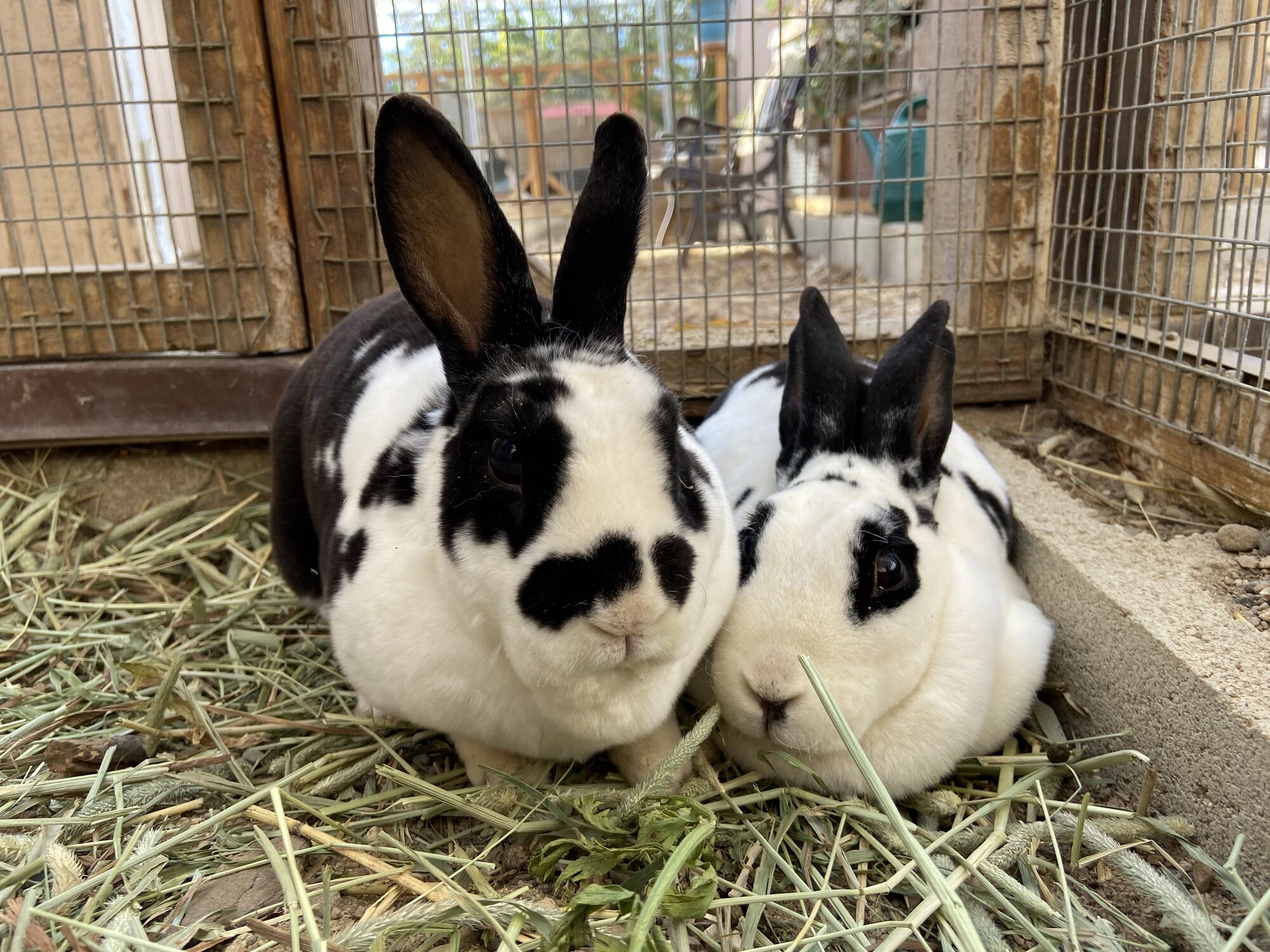 Animal Services and partners hold $12 adoptions