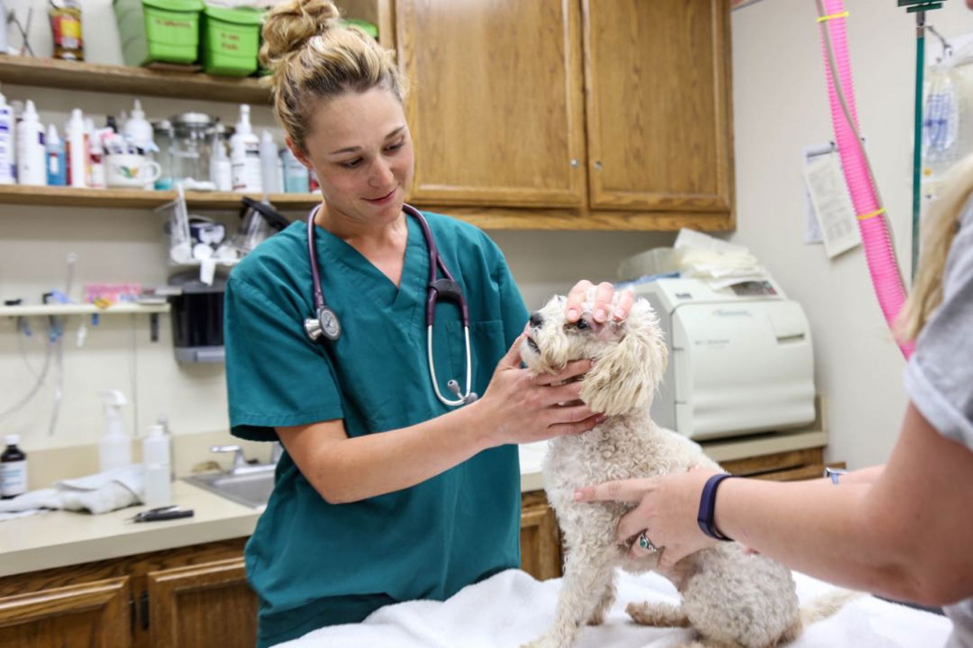 Increase in canine respiratory and parvovirus seen in county
