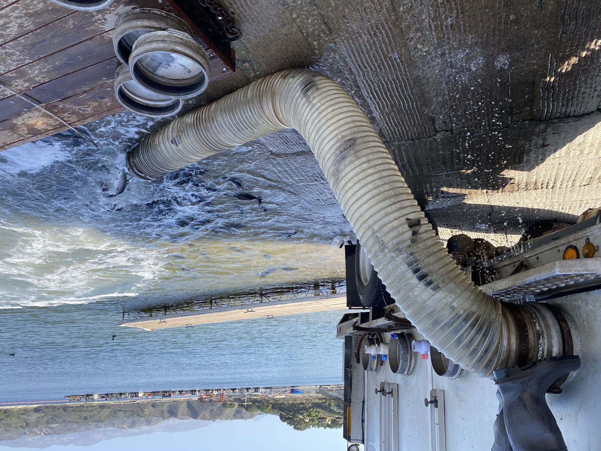 Cachuma Lake releases 4,000 pounds of Rainbow Trout