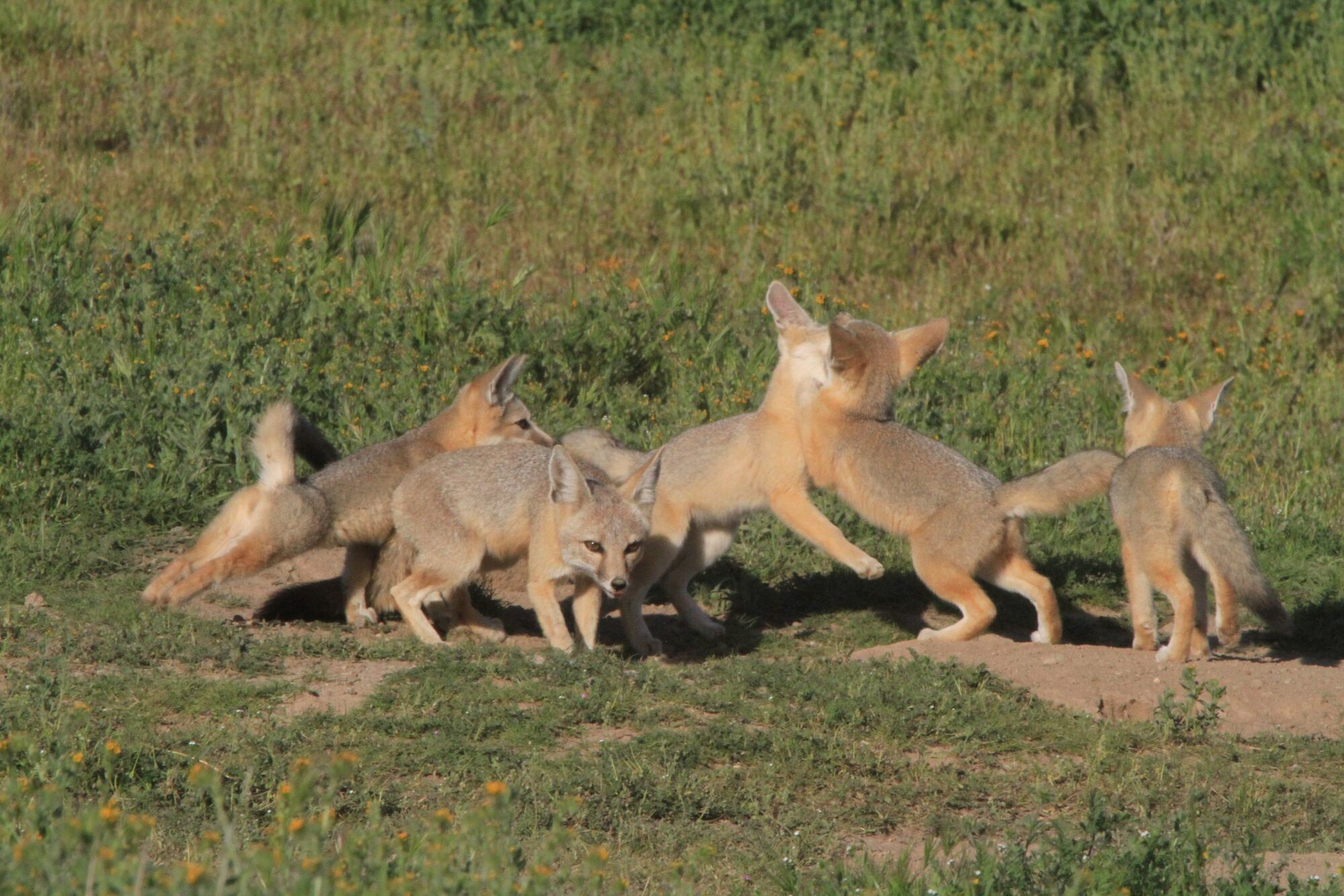 Wildlife photographer to join Wildling Museum for presentation