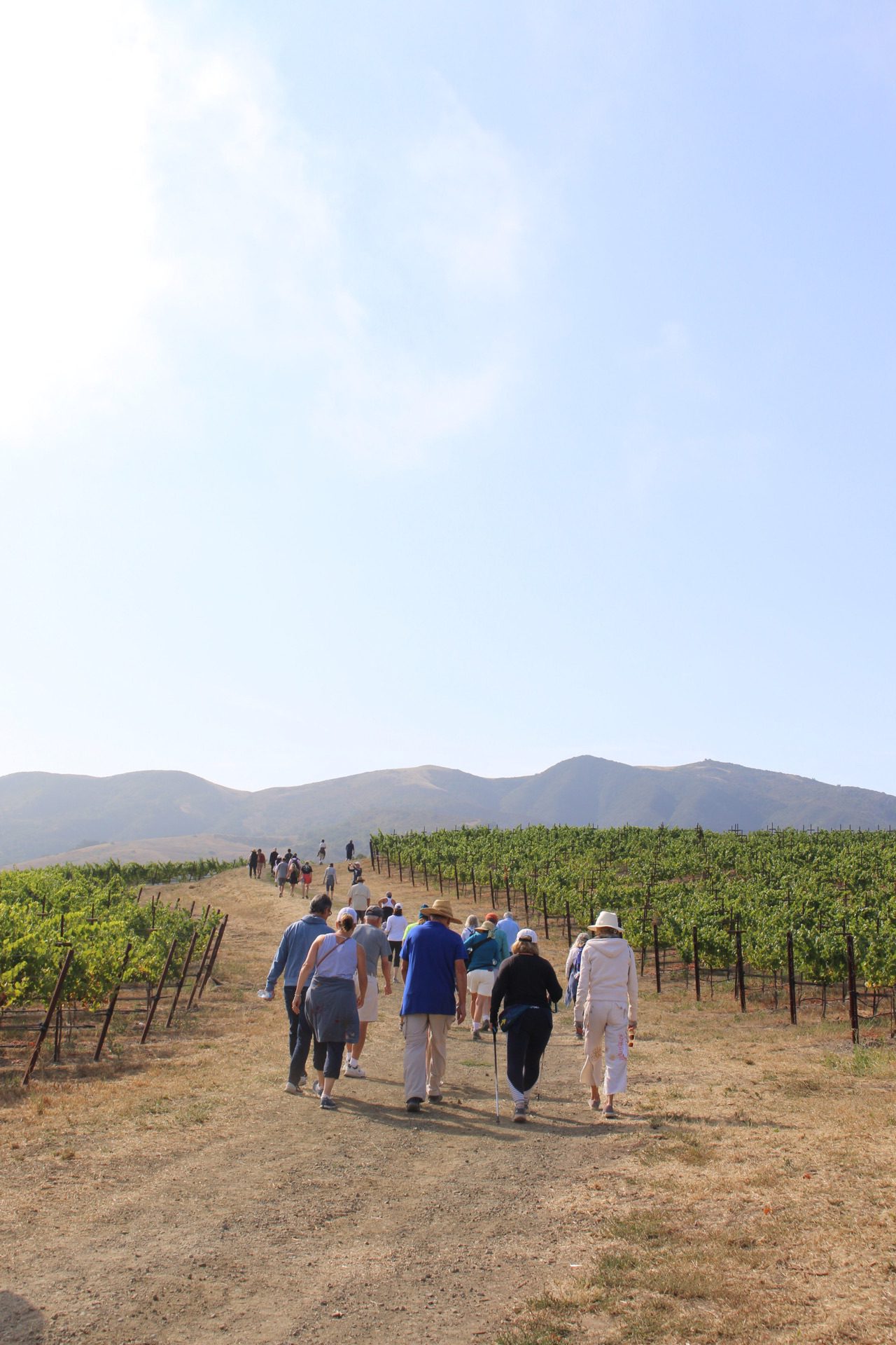 Alma Rosa’s walk raises nearly $180K for mental wellness organizations