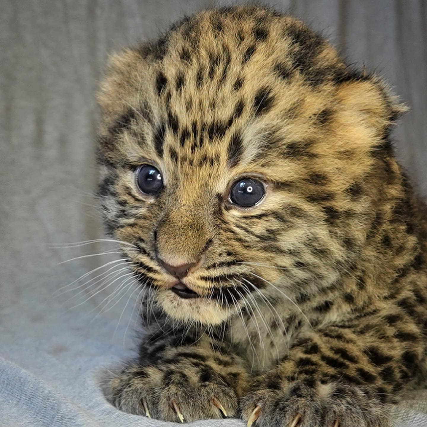 Santa Barbara Zoo welcoming a baby boom