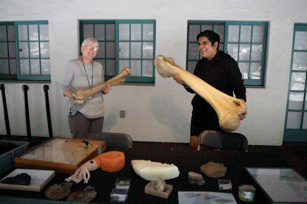 Museum of Natural History calling for volunteer educators