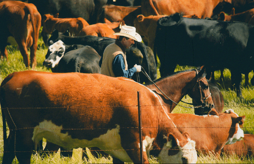 ‘Vaquero of the Year’ honors professional cowboy John McCarty
