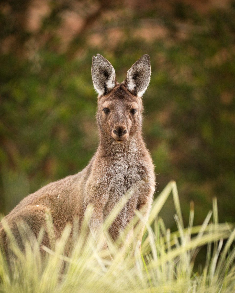 Three kangaroos arrive at the Santa Barbara Zoo