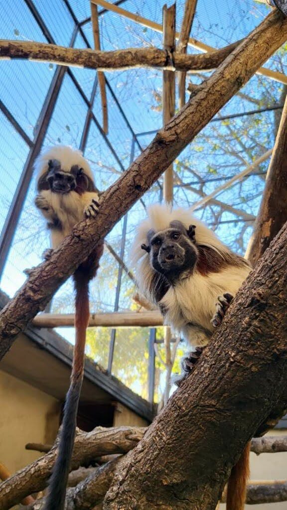 Santa Barbara Zoo welcomes two cotton-top tamarins