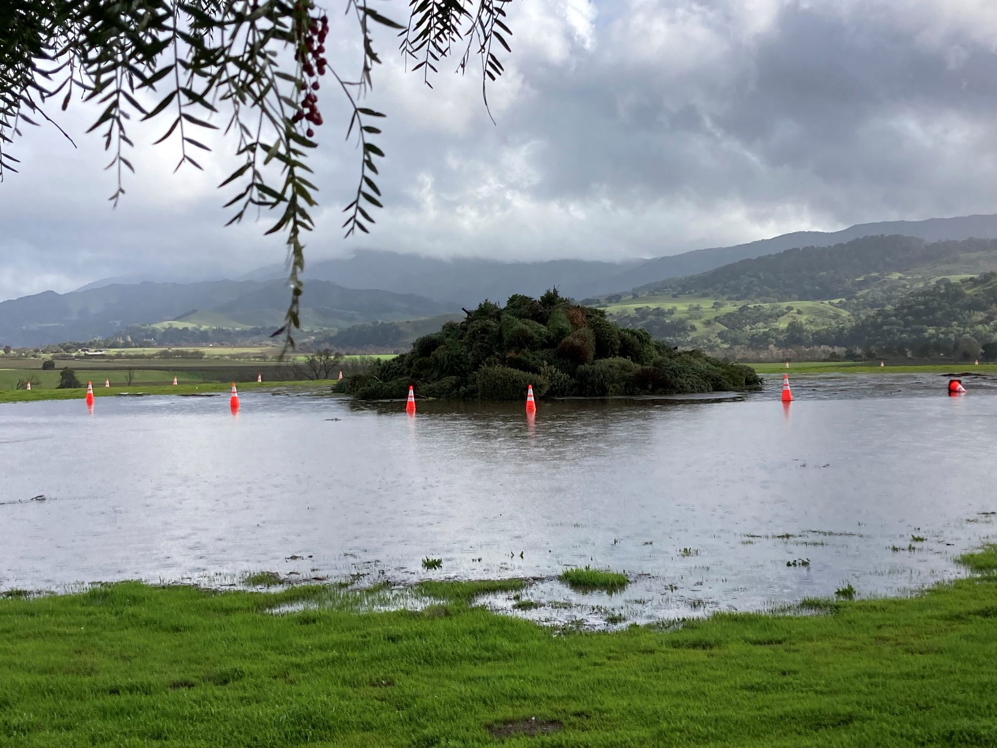 Solvang Christmas Tree Burn Canceled