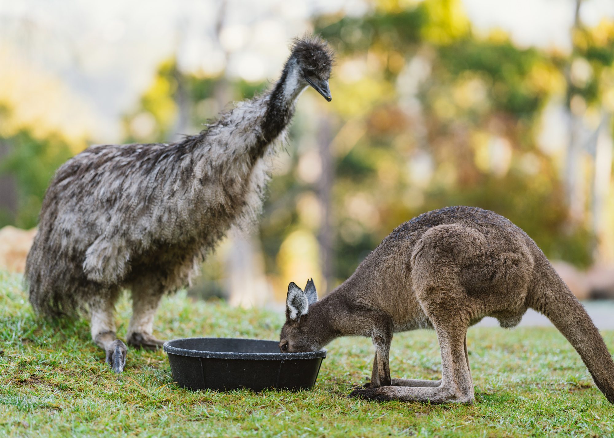 Santa Barbara Zoo Celebrates 60th Anniversary