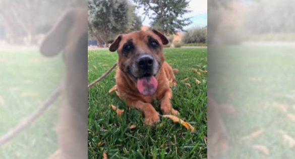 Local woman has a huge heart for dogs in need