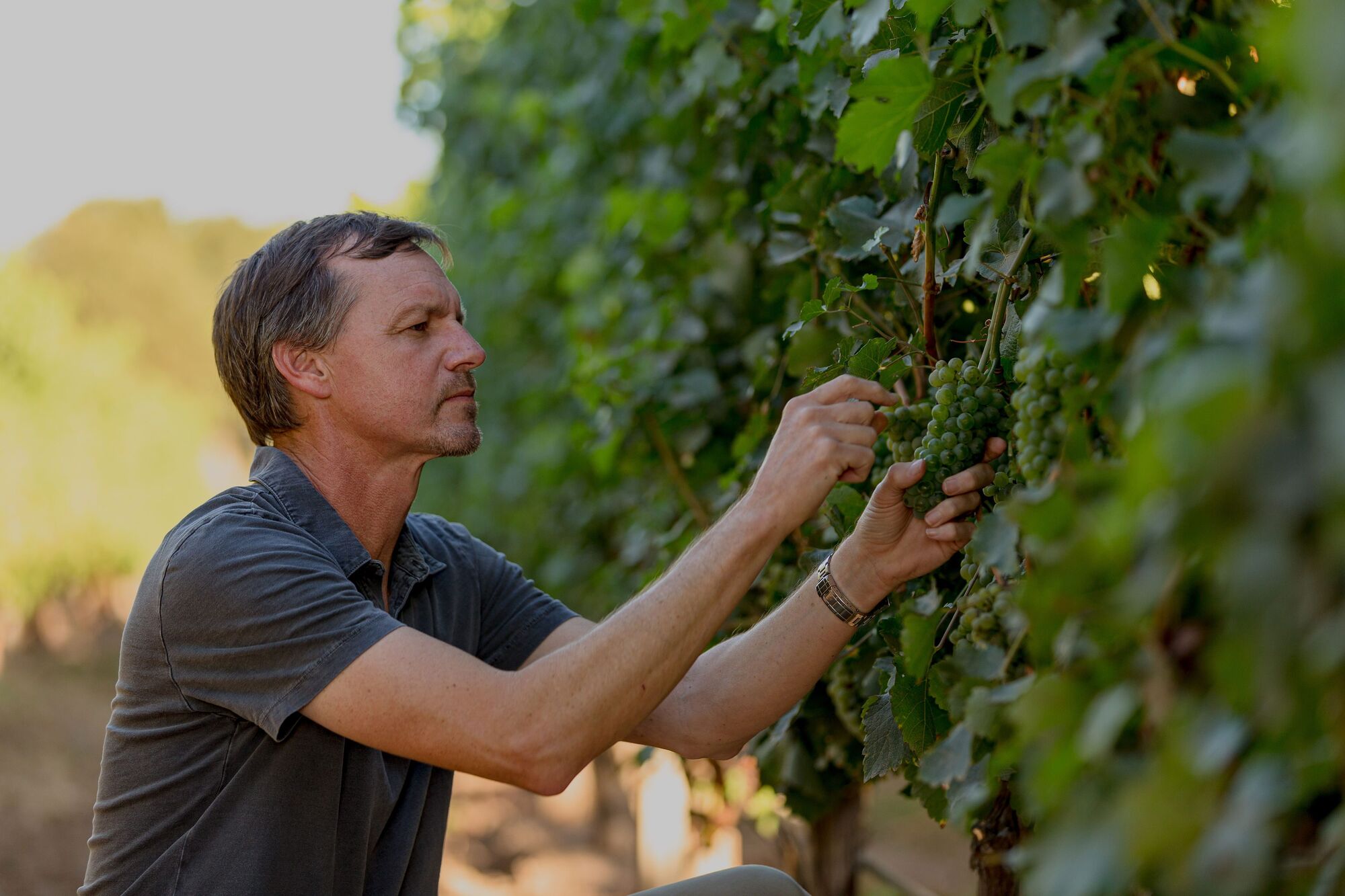 Winemaker Andrew Murray acquires historic Syrah producer Qupe