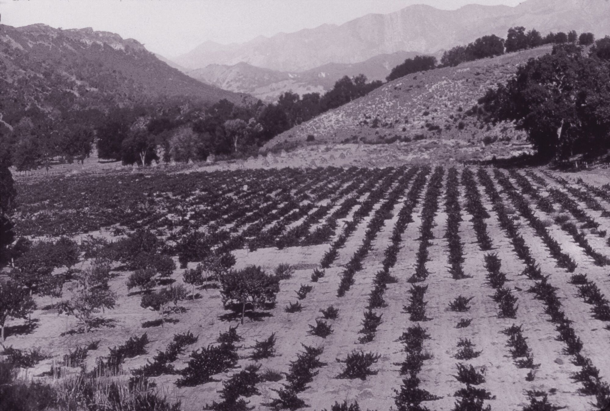 Cult Winemaking Memoir Second Edition