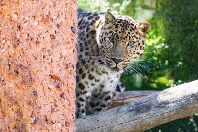 The Santa Barbara Zoo welcomes new Amur leopard