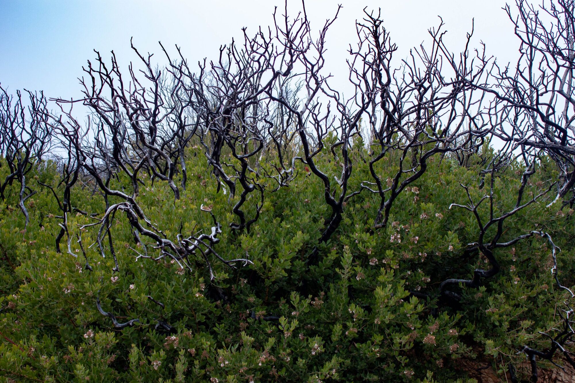 Santa Barbara Botanic Garden to present virtual forum on wildfire preparation